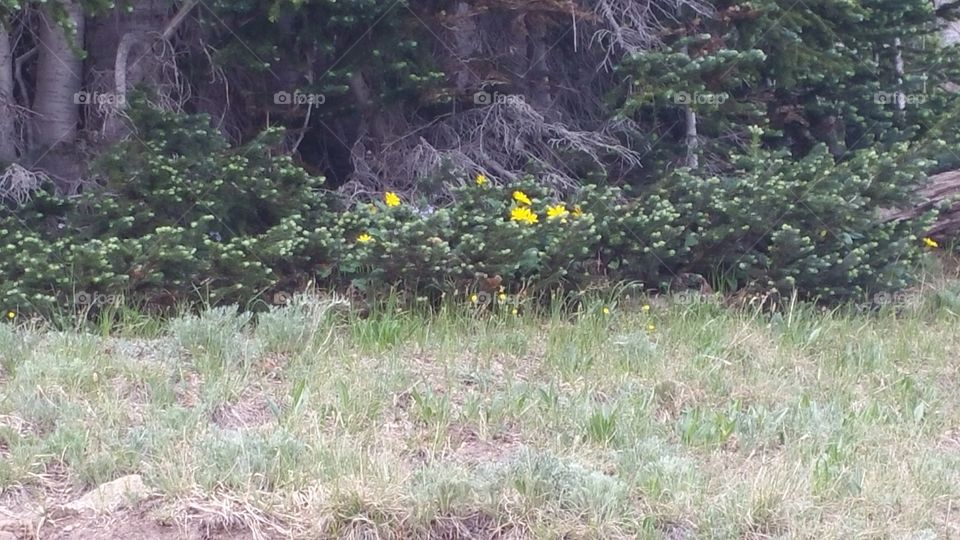 wildflowers in the Colorado Mountains