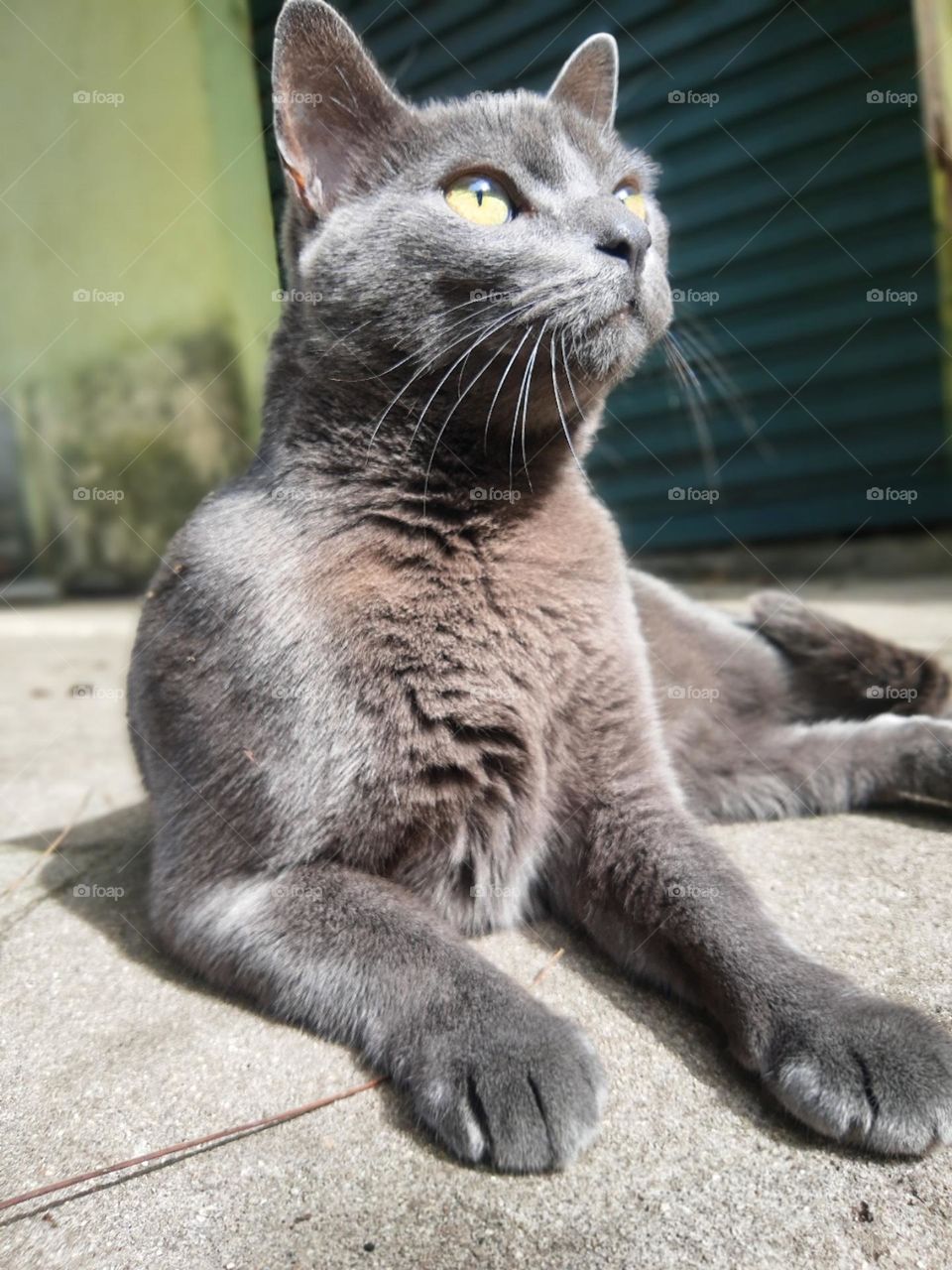 grey cat at sun