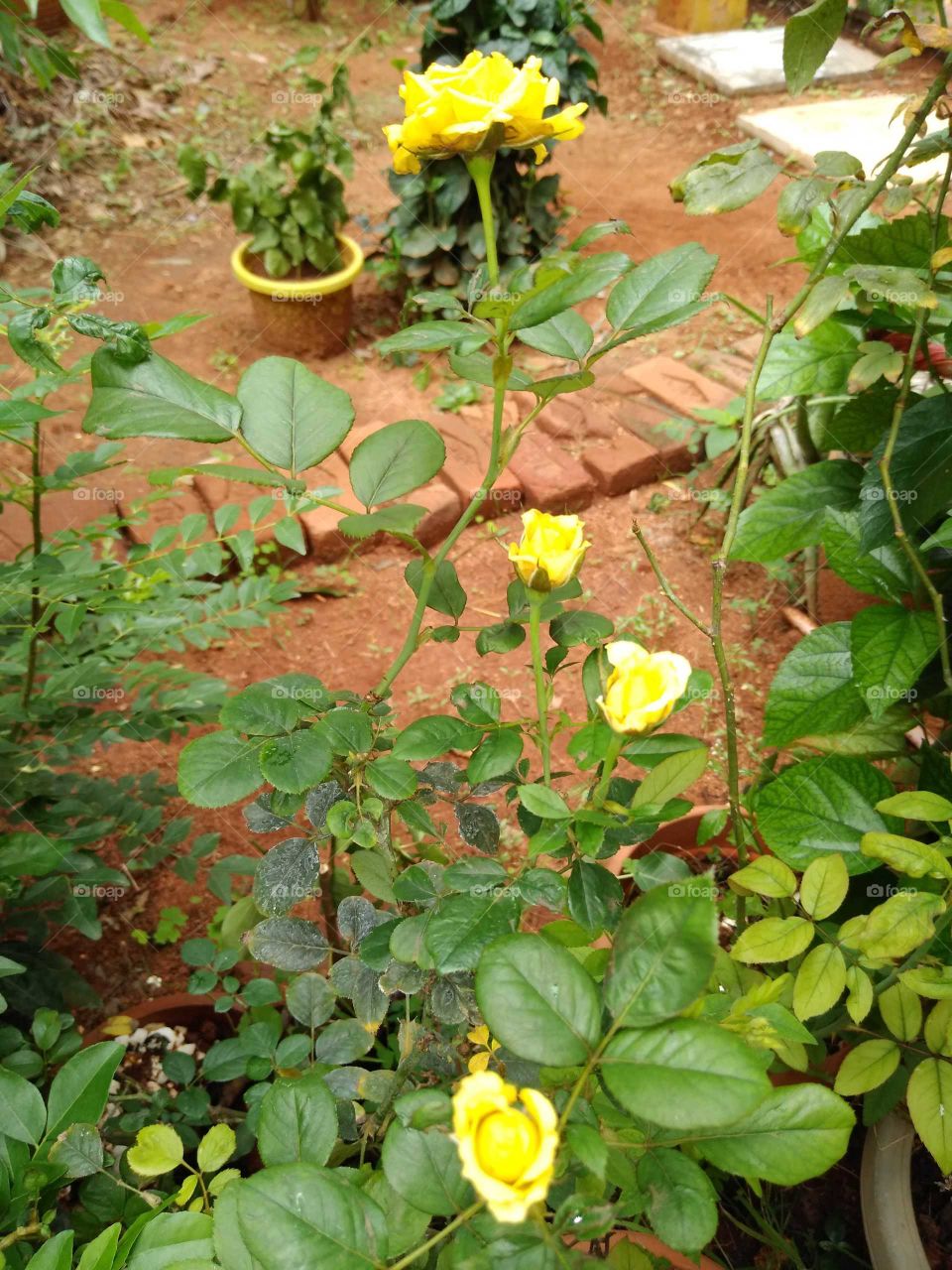 yellow roses in my garden