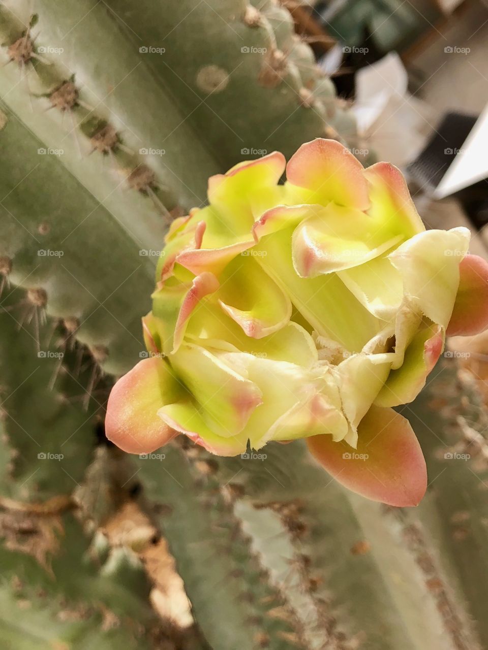 Cactus flower 