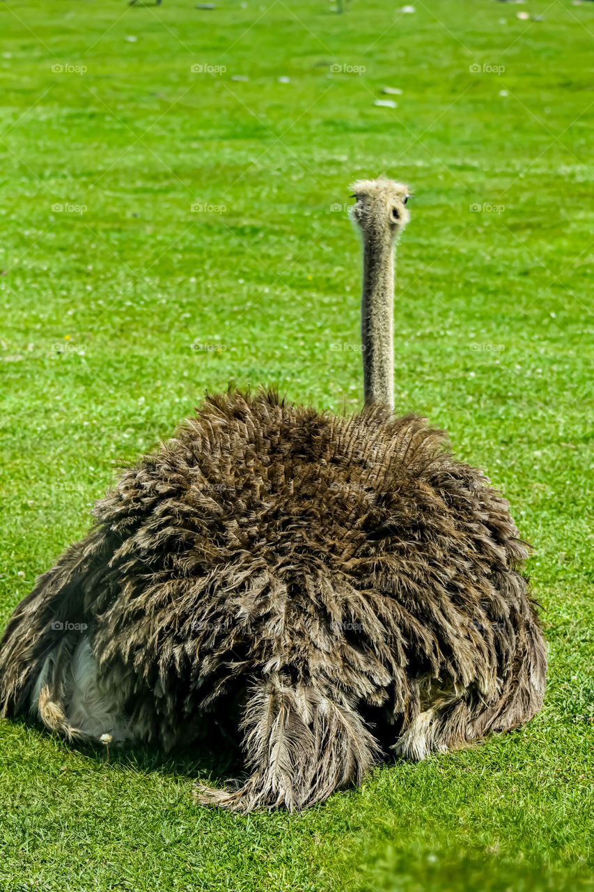 Sneaking behind an ostrich and giving him a surprise 