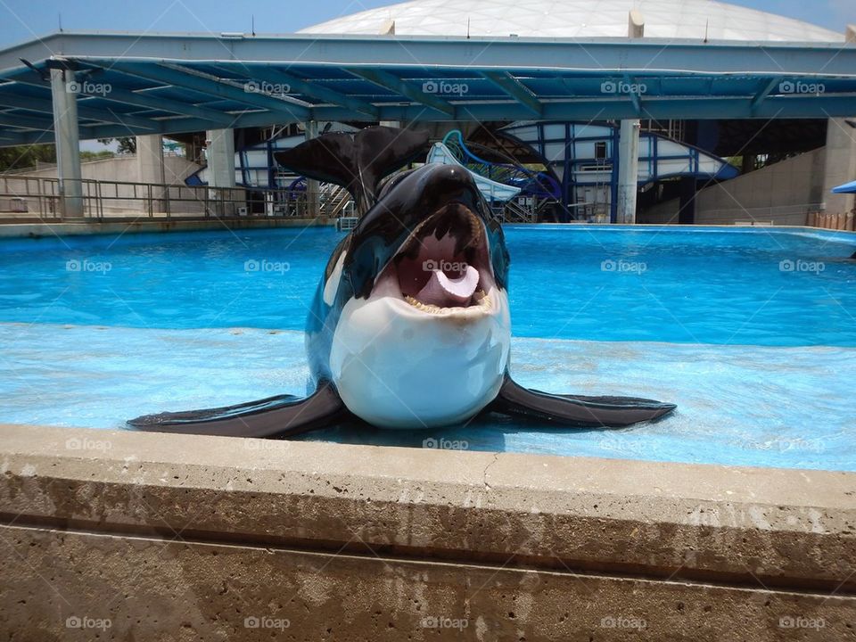 Shamu
