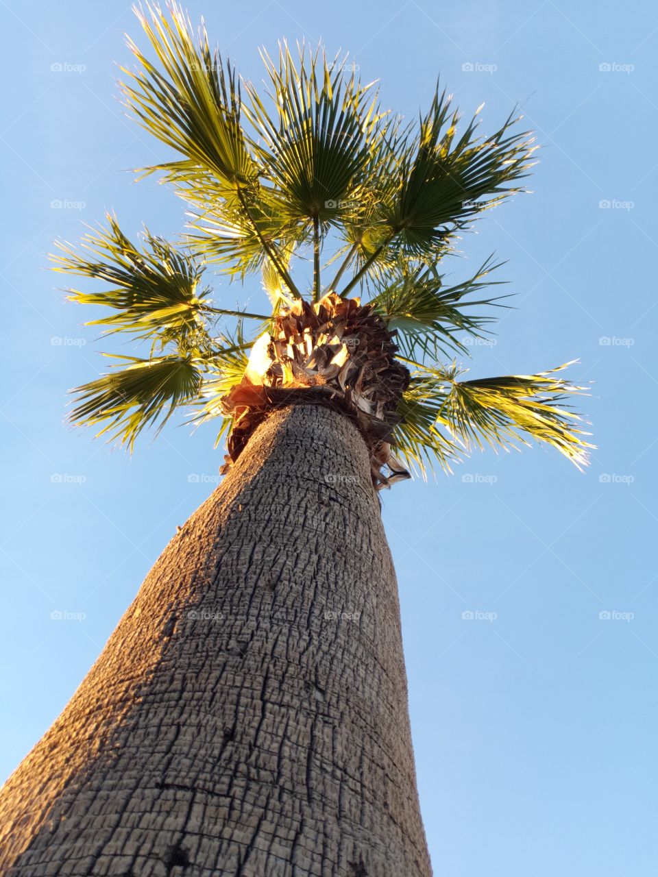 palm tree