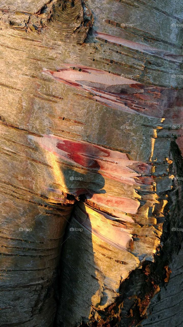 Skinned Tree