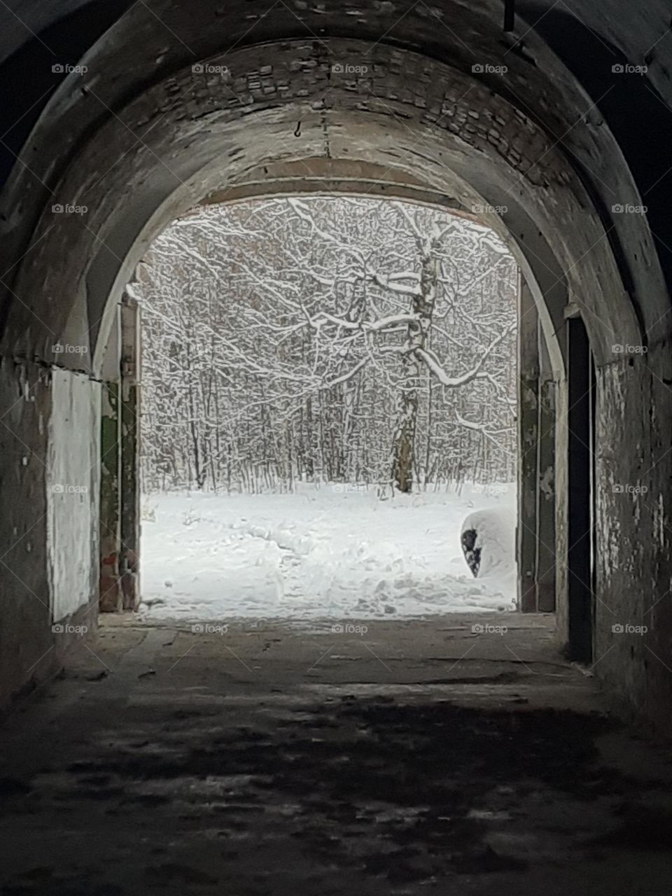 По ту сторону Стены. Зачарованный лес