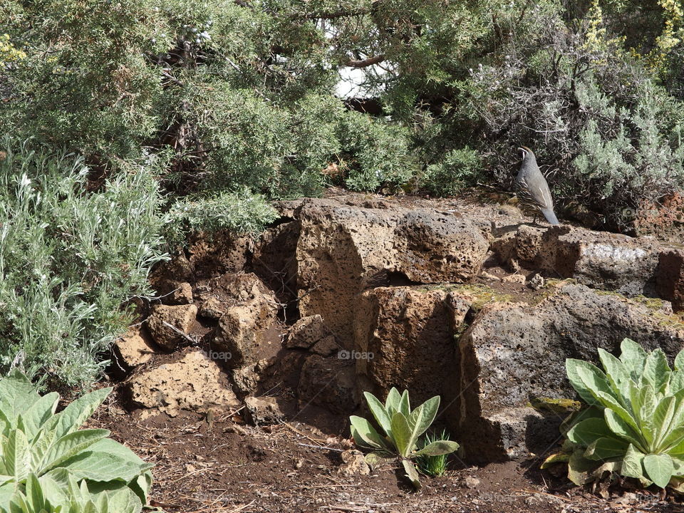 A California Quail walks along porous rocks surrounded by juniper trees in Central Oregon landscaping on a sunny day. 