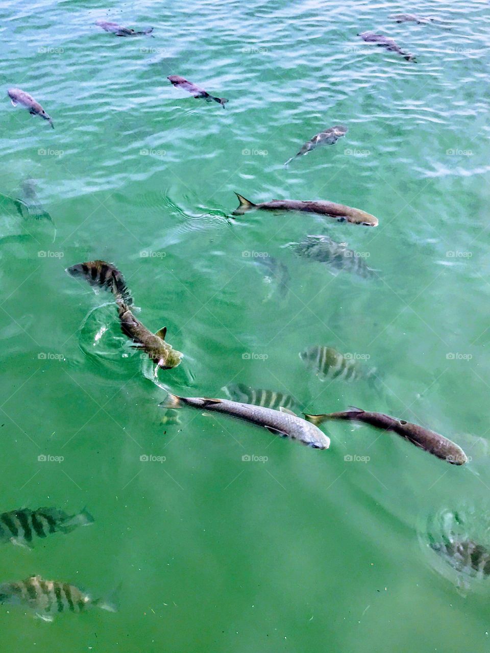 Fishes!!