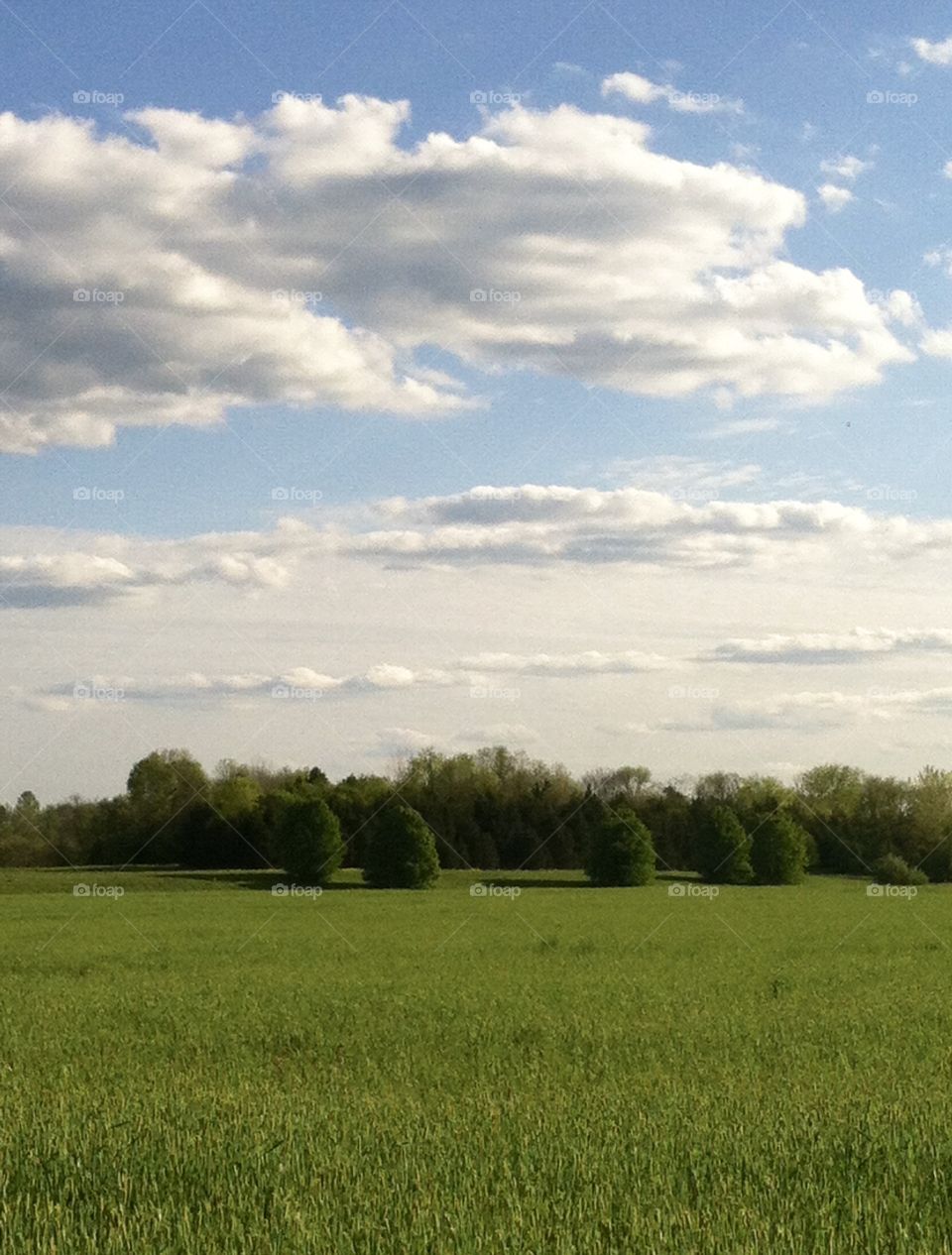 Spring Field