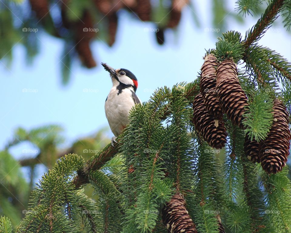 Woodpecker on a branch