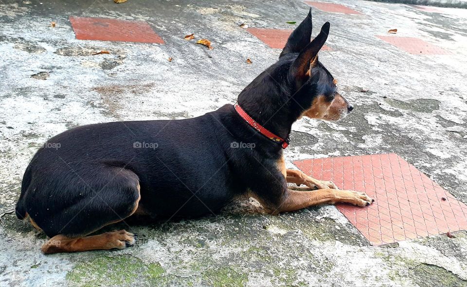 The miniature pinscher is a breed of dog belonging to the family of Pinschers originating in Germany.