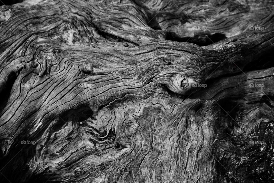 Weathered Beach Tree