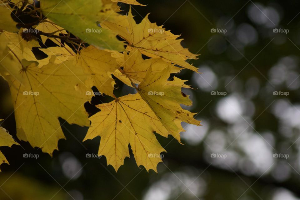 Yellow autumn leaves from a maple tree.