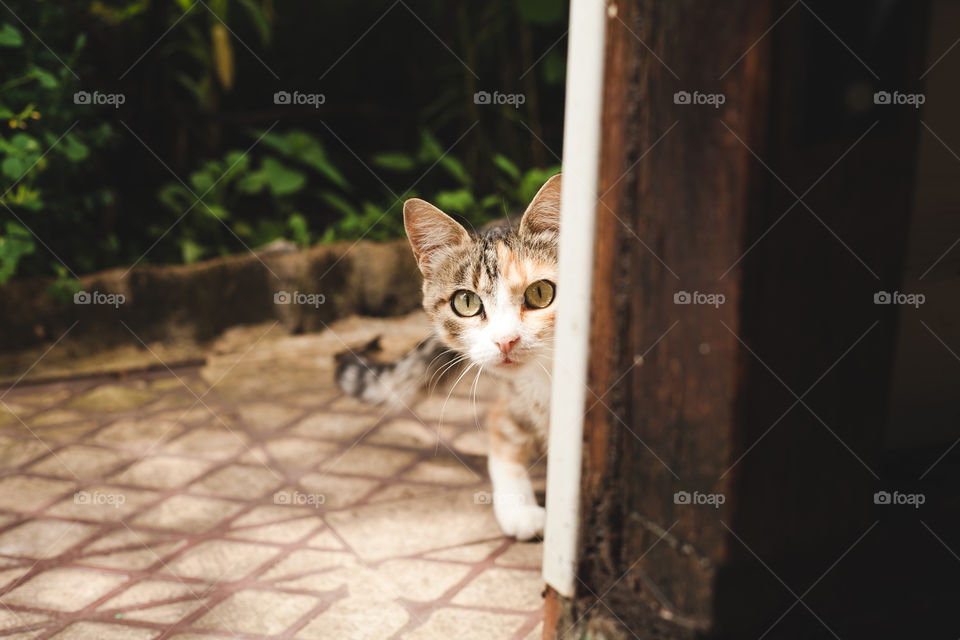 The cat looks out of the corner, afraid of the camera. Funny cat in the village.