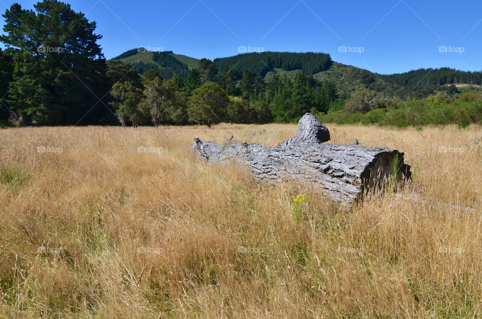 Log on grassy field