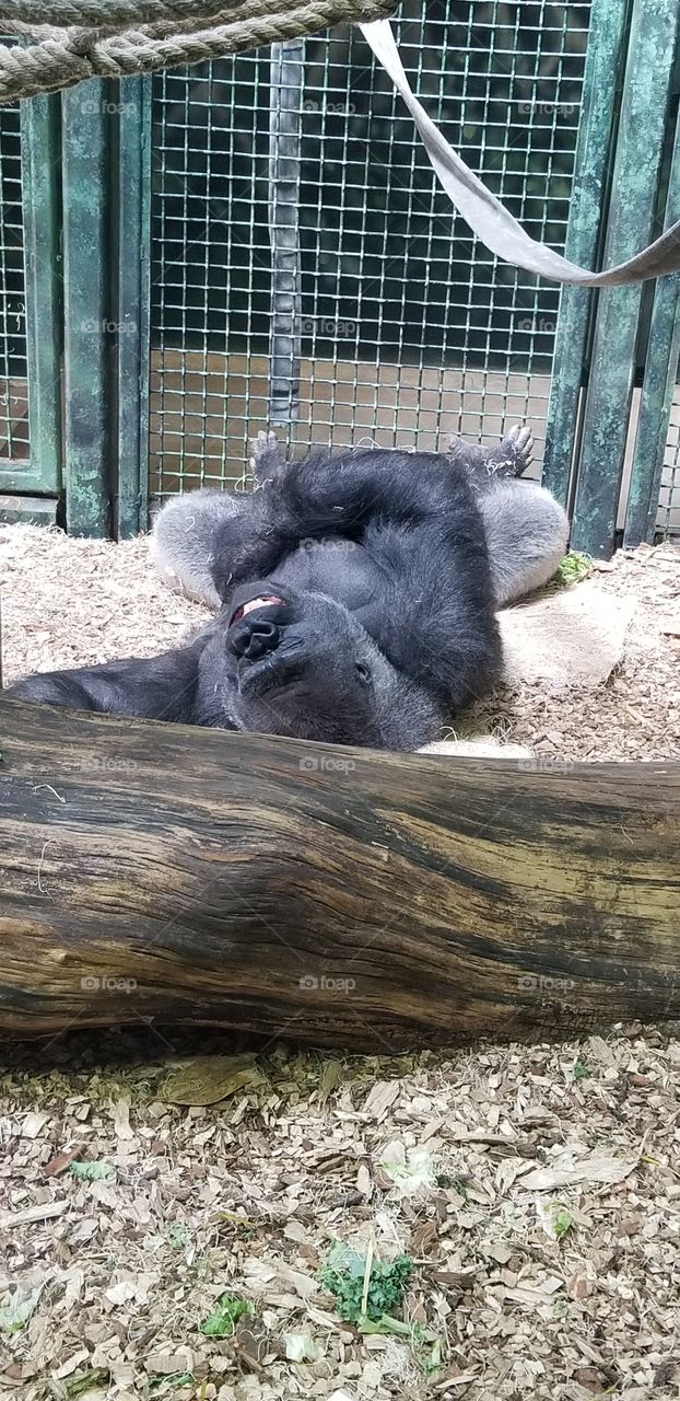 sleeping gorilla