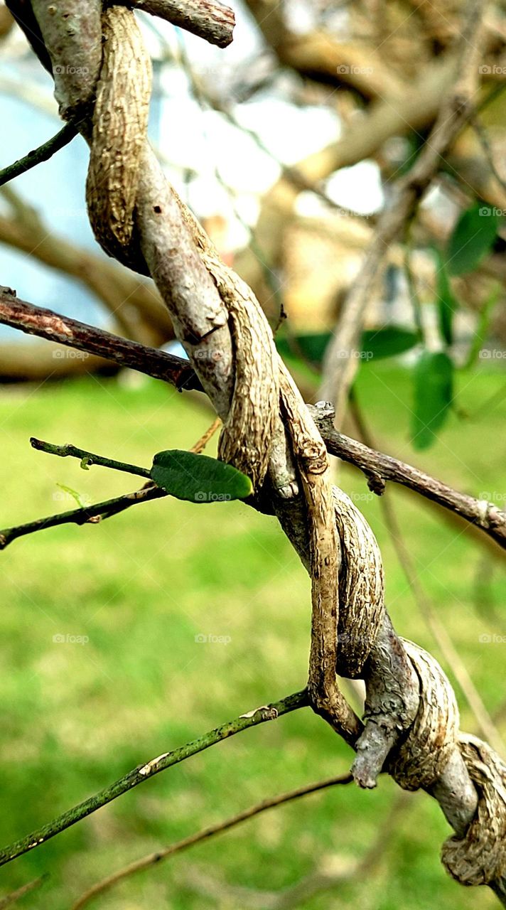 Vine looks like snake.