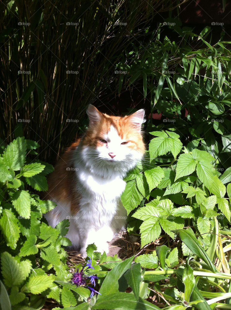 sweden garden jungle cat by hallis