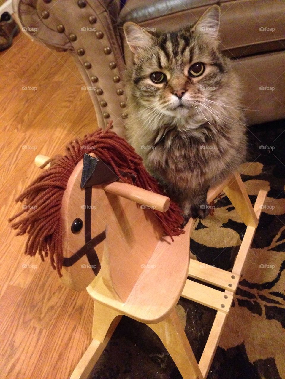 Cat on a horse