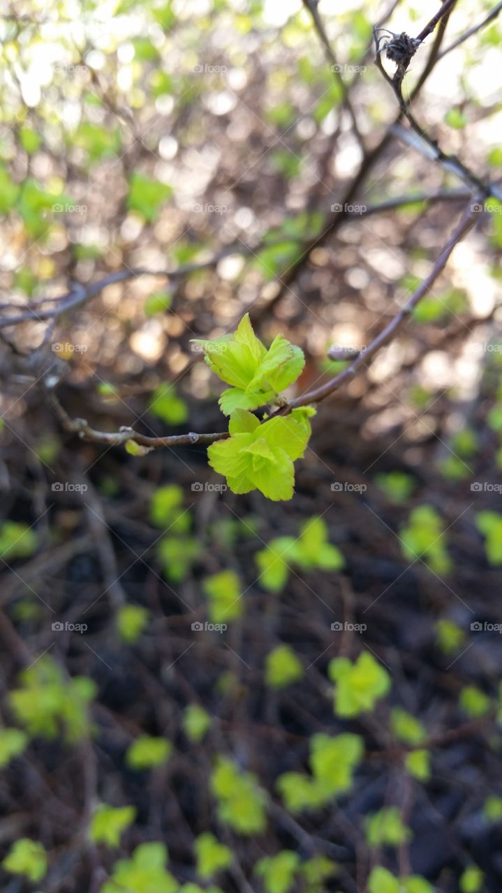 Early Leaves
