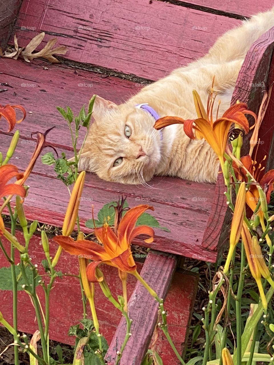 Orange Kitty Relaxing 