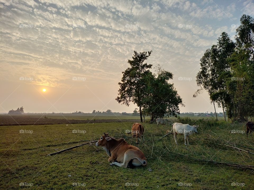 An usual evening view of a village... cows are ready to go to their homes.