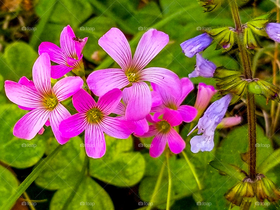 Wild flowers