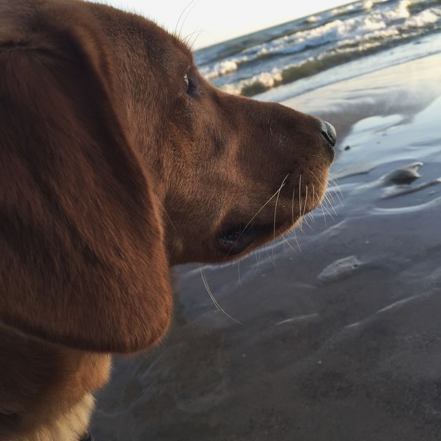 Dog, Portrait, No Person, Mammal, Winter