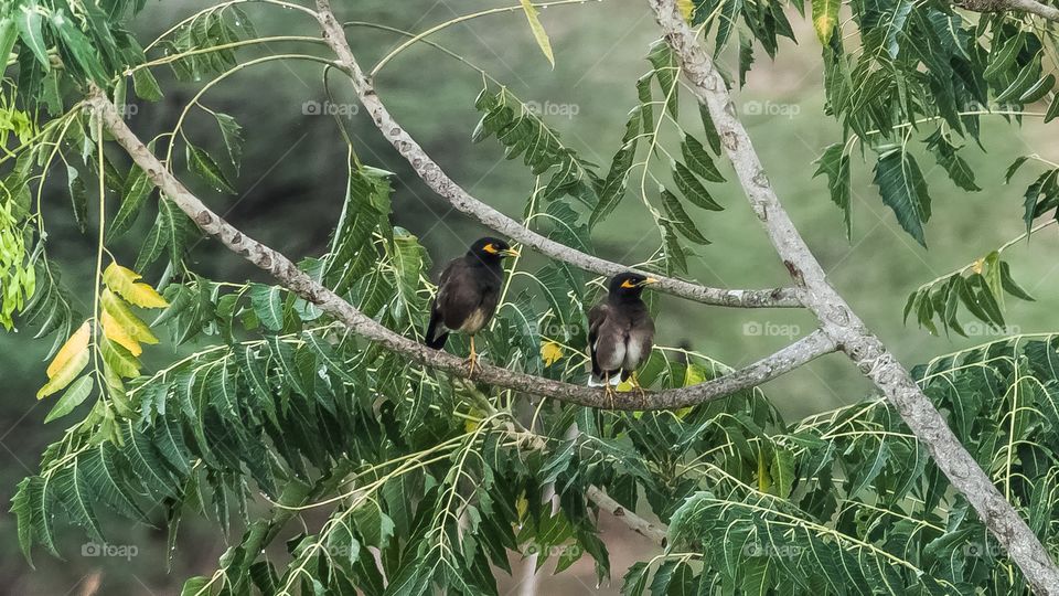 two sparrows