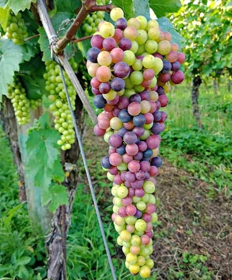 Grapes