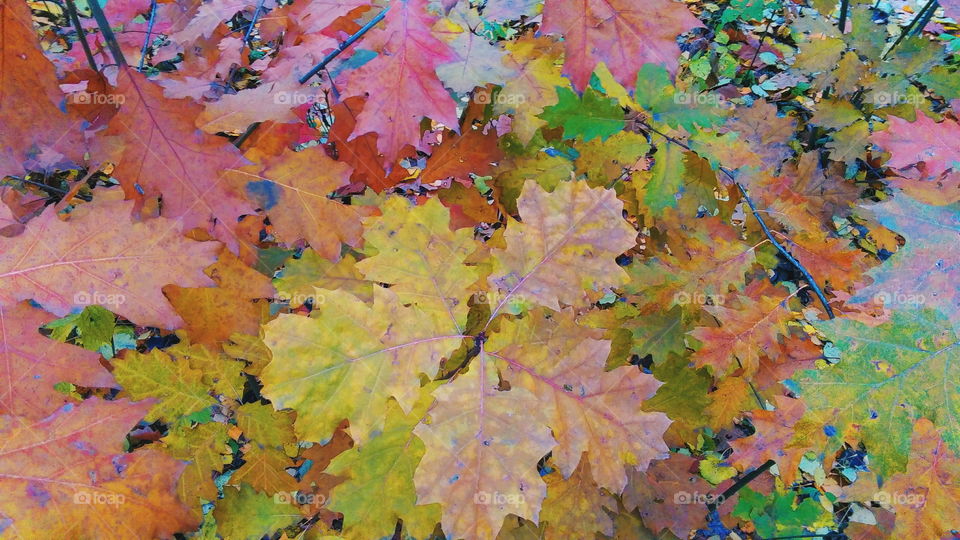 autumn colorful leaves