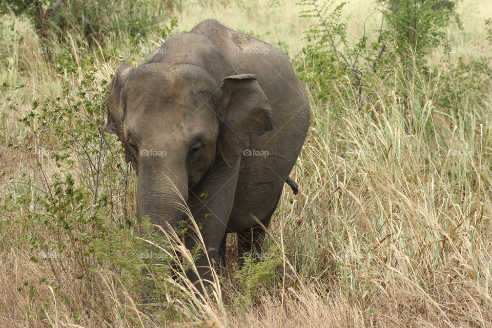 Local wildlife in Sri Lanka. Udawalawe National Park. Jeep Safari capture.