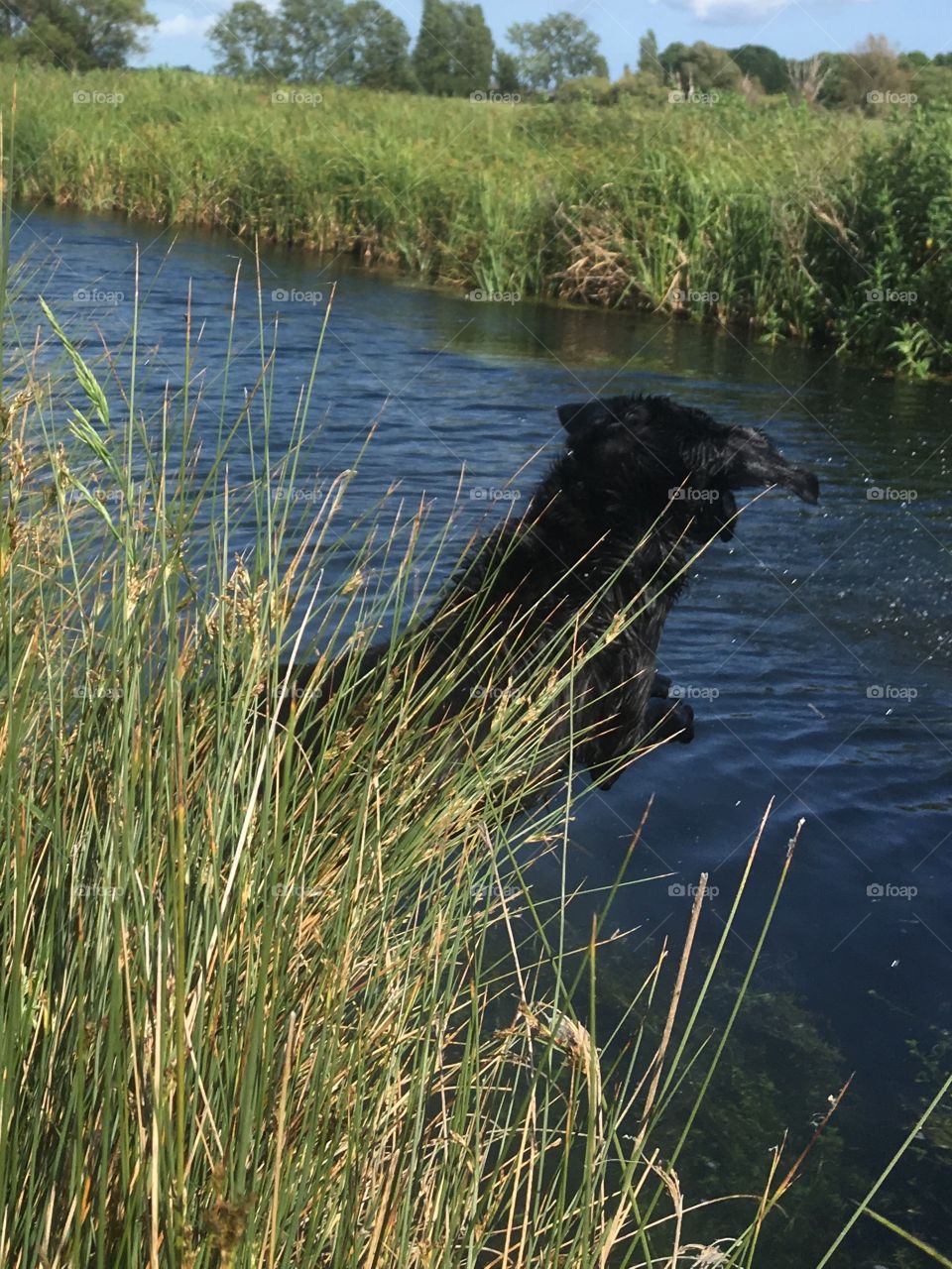 Flight of the retriever! Leaping into the rippling waters of the beautiful river below