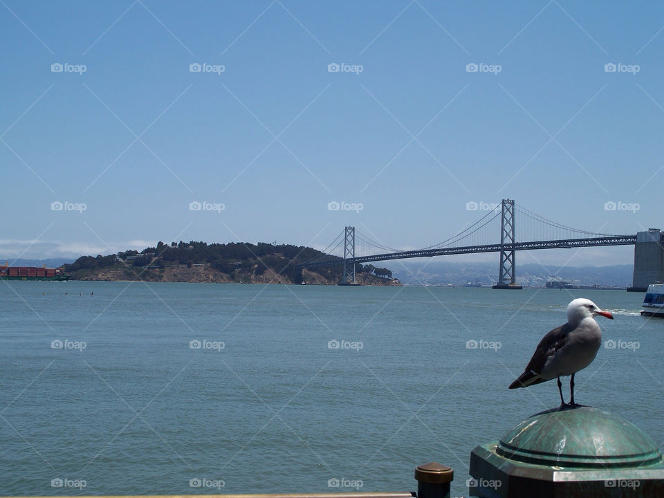 bird bridge bay seagull by kenglund