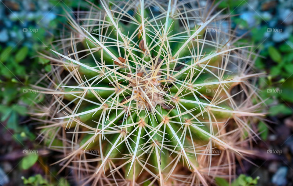 Beautiful texture of cactus