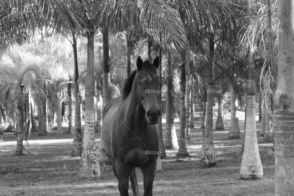 Monster in the palms