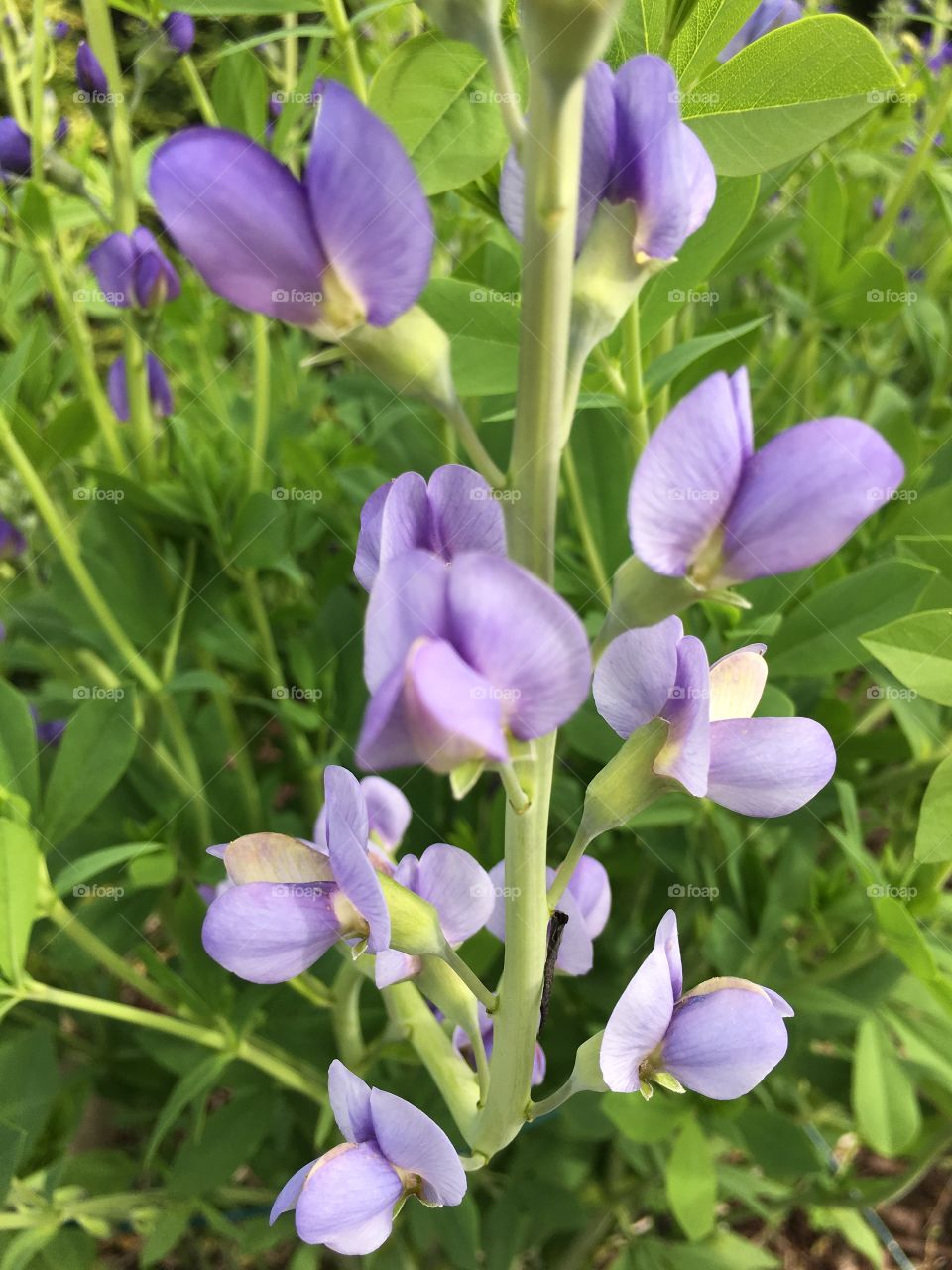 Light purple flowers