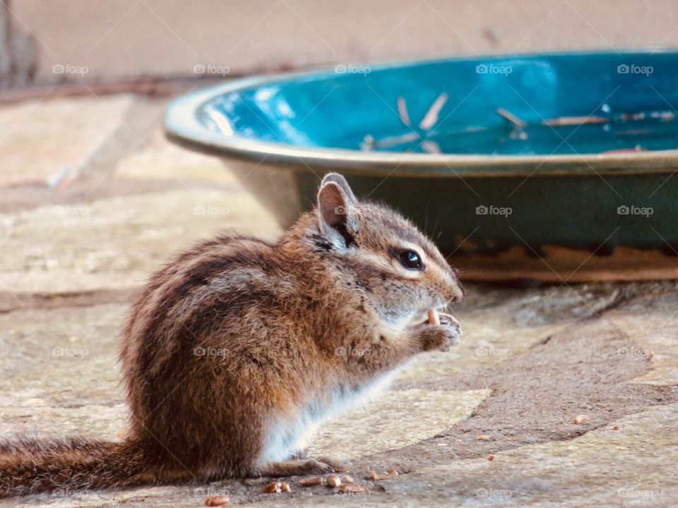 Chipmunk 