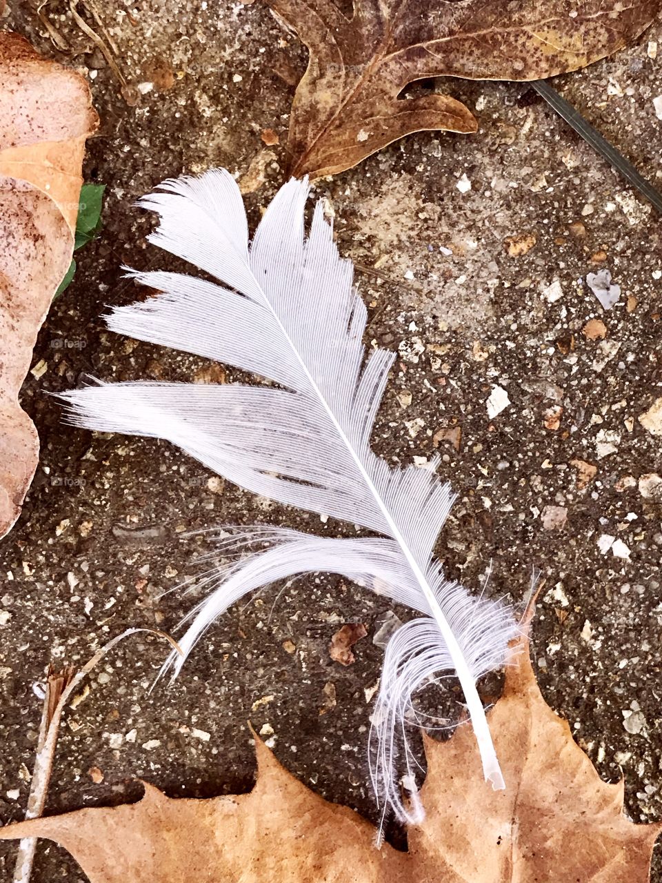Feather on ground