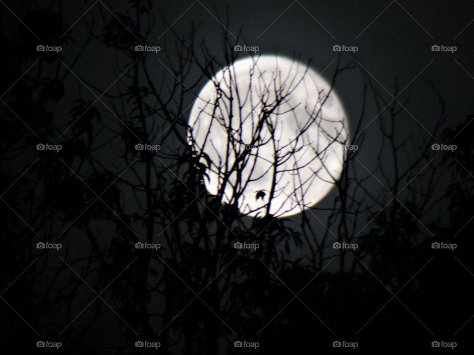 rising high above the leaflets trees