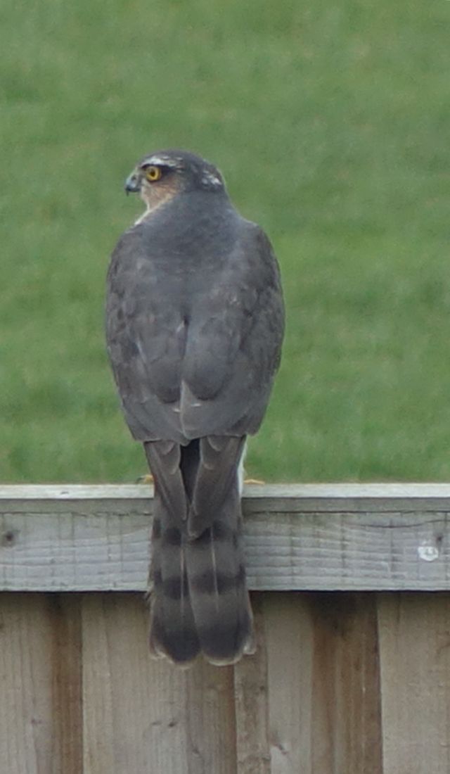 Sparrow hawk
