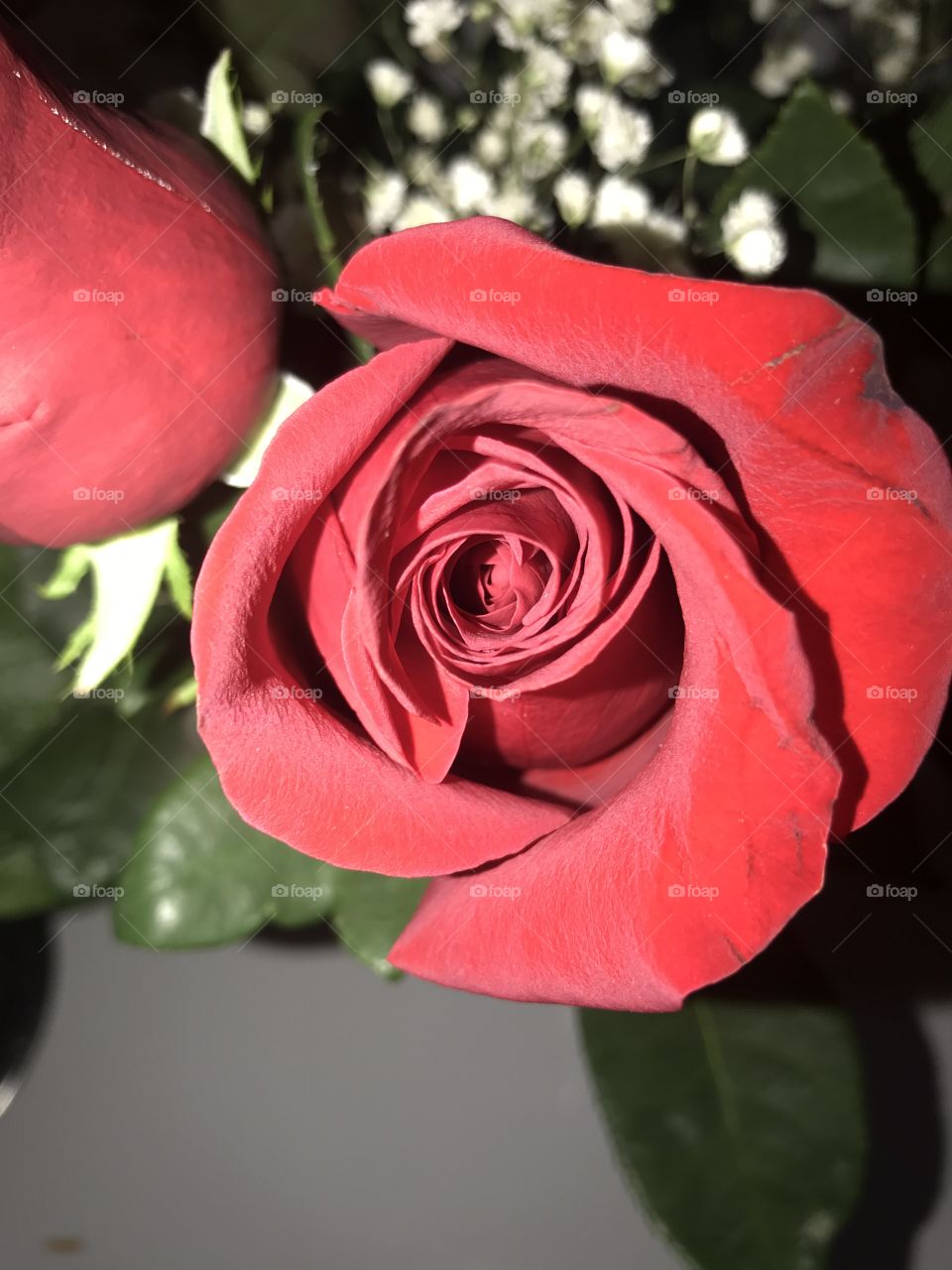Every delicate petal makes a beautiful red rose