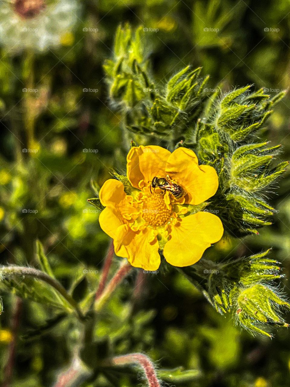 Bee