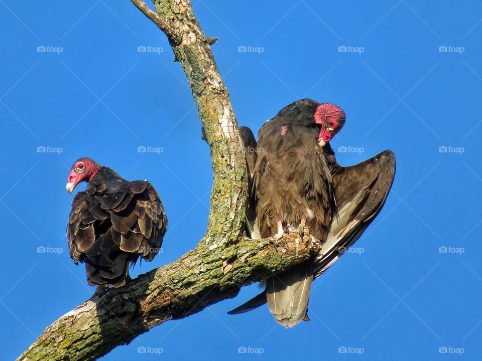 Turkey vultures Boucherville Québec 