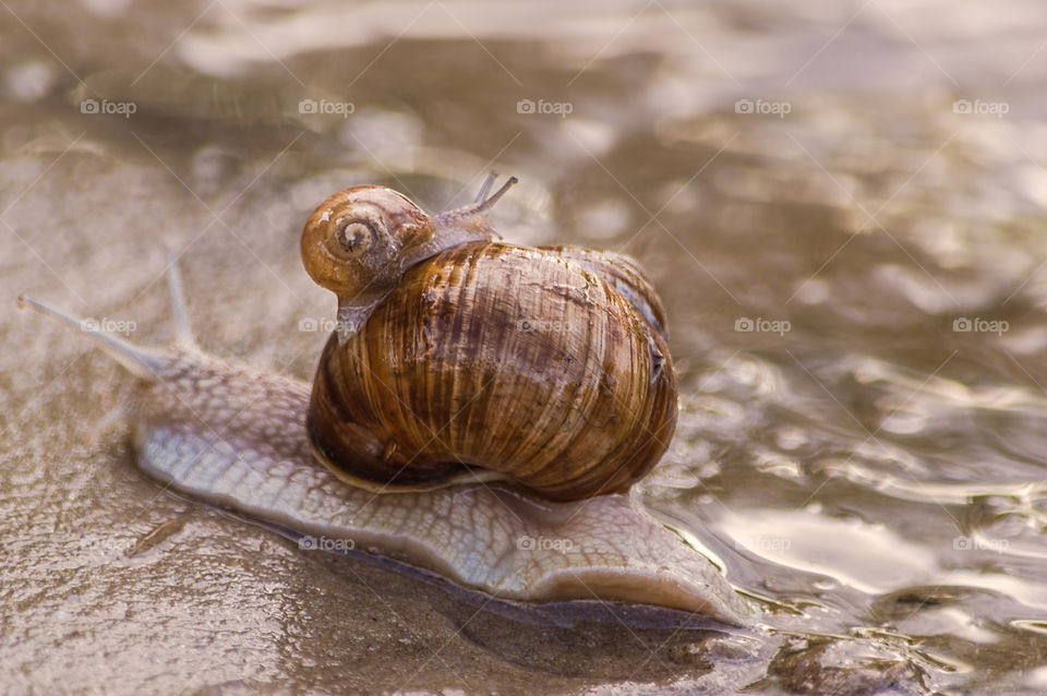 Big snail with small snail on it