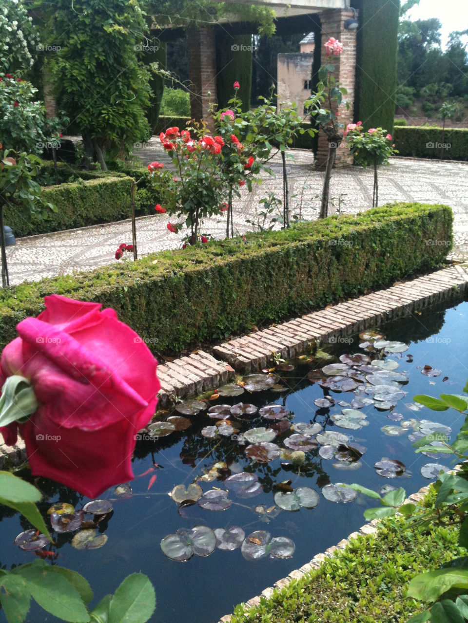 flower water rose alhambra by gitt123