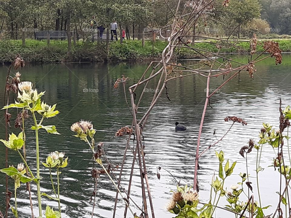 natural park in Italy with lot of water and a bird swimming in it