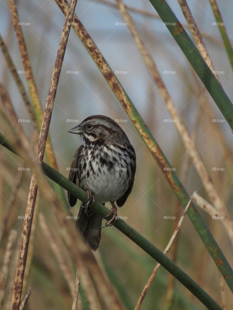 Portrait of a Finch