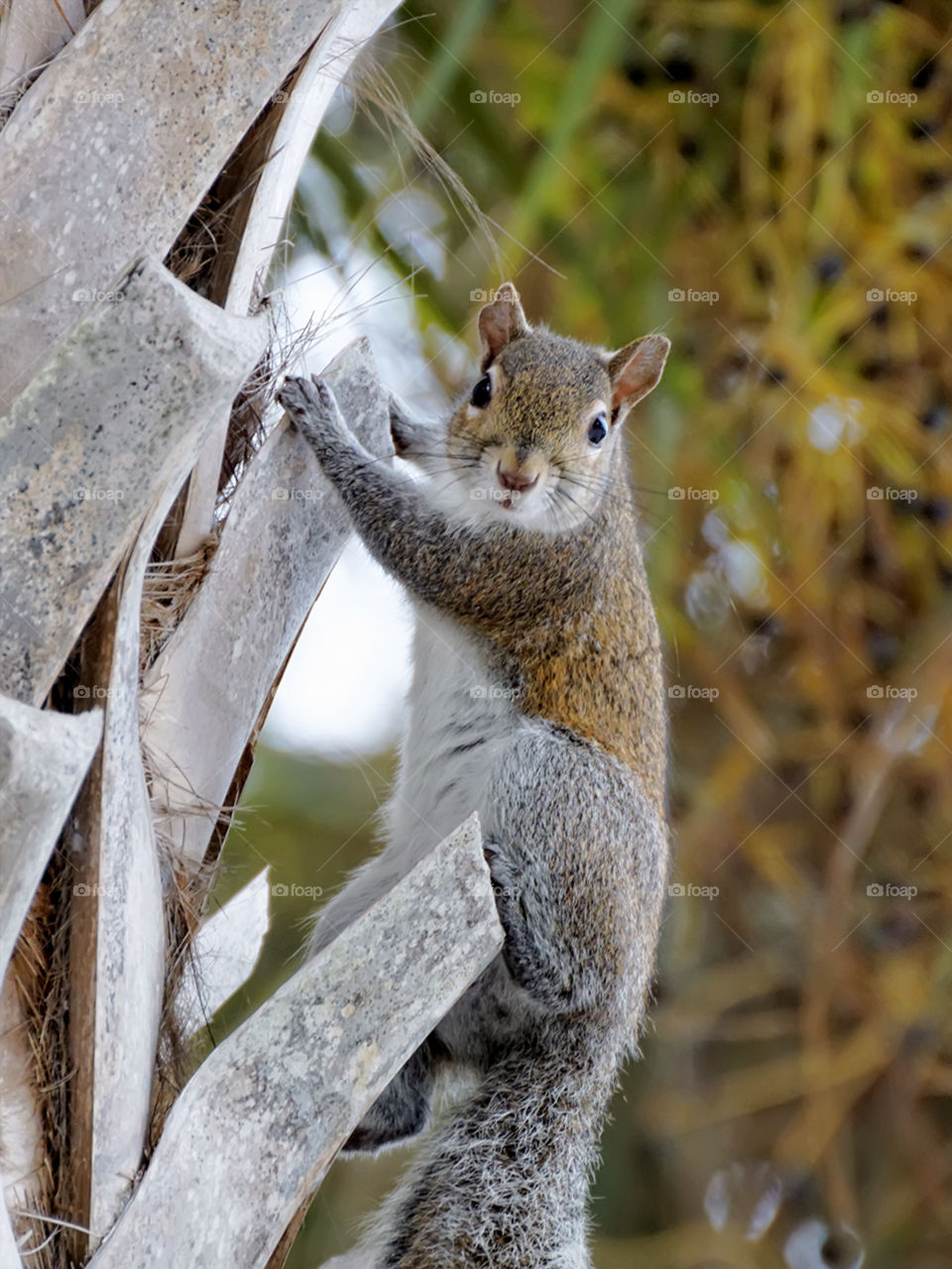 Hang in There . Squirrel hanging on to bark of Cabbage Palm tree in Florida 