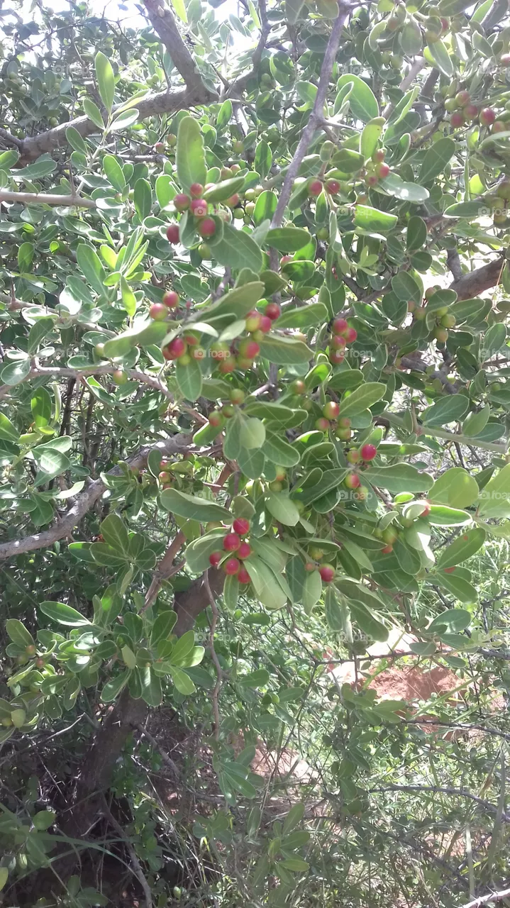 nature