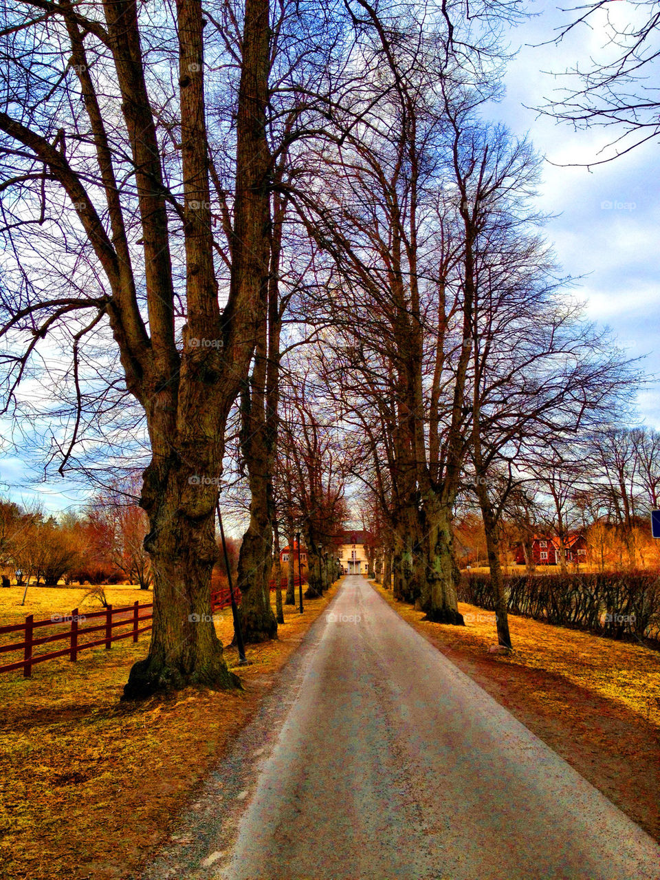 View of trees and road in sweden